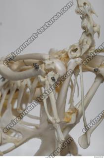 hen skeleton 0042